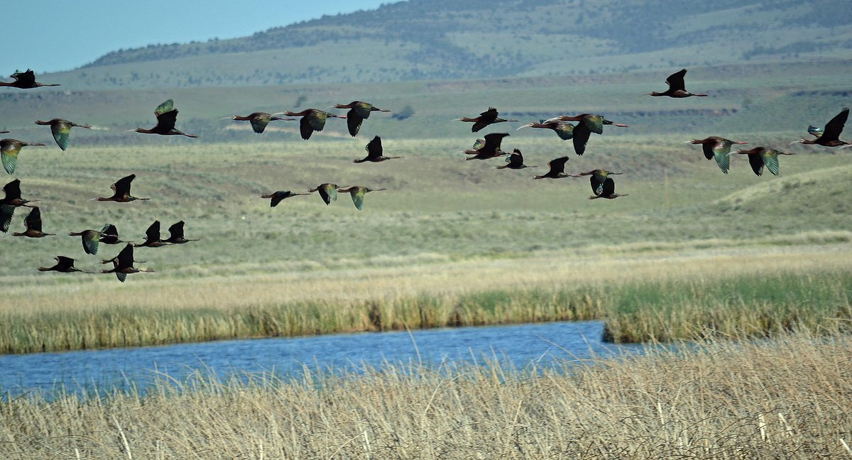 Birdwatching at Malheur National Wildlife Refuge
