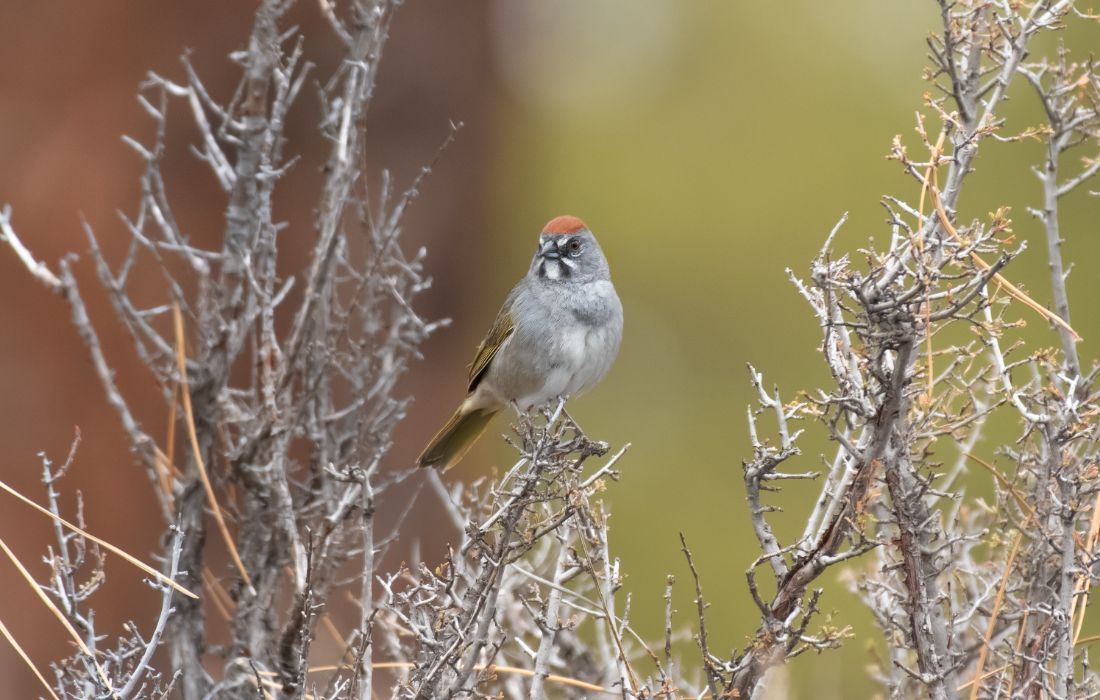 Birdwatching in Harney County